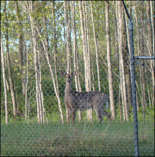 Photo15---Deer-in-Cantonment-Area